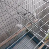 عروس هلندی البینو|پرنده|مهران (ایلام), |دیوار