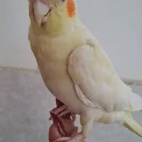 گمشده عروس هلندی