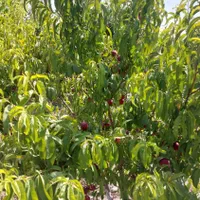 باغچه|فروش زمین و ملک کلنگی|اسلام‌شهر, کاشانک|دیوار