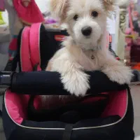 واگذاری سگ ۸ ماهه نژاد میکس تریر|سگ|اصفهان, کوی شهید کشوری|دیوار