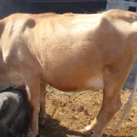 گاو سیمنتال آبستن ۵ماهه