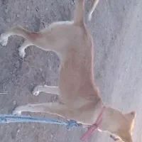 سگ پژدر|سگ|قنوات, |دیوار
