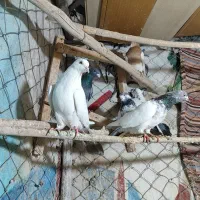 ۶ عدد کبوتر گشتی|پرنده|سنندج, |دیوار