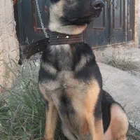 آموزش سگ