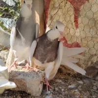 طوقی کرمانشاهی مفلق جیر کاکلی پا لخت