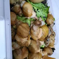حلزون تراپی برای پوست|خزنده|قم, قلعه کامکار|دیوار