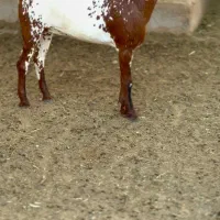 جنس ناب|حیوانات مزرعه|تهران, دستغیب|دیوار