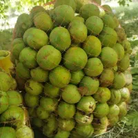 گردو پوست کاغذی