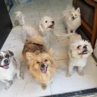 نگهداری سگها