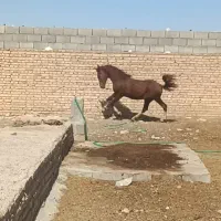 نریان یک ساله