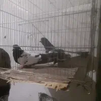 تعدادی کبوتر|پرنده|گرمی, |دیوار