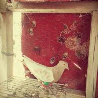 کبوتر سینه