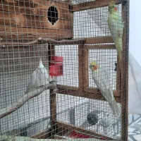 طوطی عروس هلندی|پرنده|بابل, |دیوار