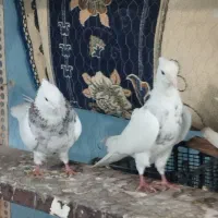 سلام|حراج|شادگان, |دیوار