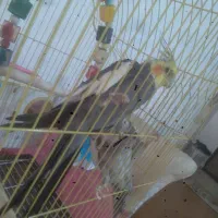 عروس مولد