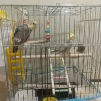 عروس هلندی جفت سخنگو|پرنده|جوانرود, |دیوار