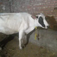 گاو  جوان|حیوانات مزرعه|هریس, |دیوار