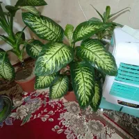 گل دیفن باخیا|گل و گیاه طبیعی|سراجو, |دیوار