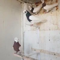 ۴ تا طوقی تمیز