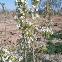 زمین-کارگاهی-لالجین