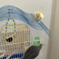 عروس هلندی مولذ|پرنده|آستارا, |دیوار