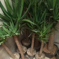 حراج گل و گیاه به قیمت خرید|گل و گیاه طبیعی|بیرجند, |دیوار