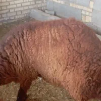 بره غوچی چاق