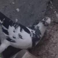 کبوتر ابلغ پلاکی