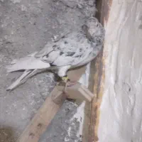 سار سرور رنجر|پرنده|شاندیز, |دیوار