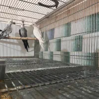 عروس آلبینو،وایت فیس،ایزابلا