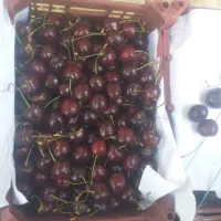 میوه گیلاس اعلا تک دانه