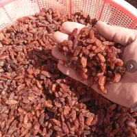 کشمش به قیمت