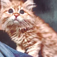 گربه اسکاتیش بریتیش