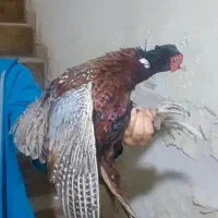 مرغ و خروس آمریکایی|حیوانات مزرعه|قزوین, |دیوار