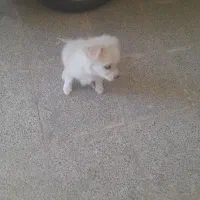 سگ نژاد شیتزو سوپر ماده