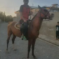 اسب با اصالت جوان و قد بلند 5 ساله