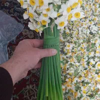 گل نرگس|گل و گیاه طبیعی|مشهد, فرهنگ|دیوار