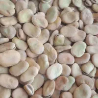 باقلا،باقله بذری و خوراکی.