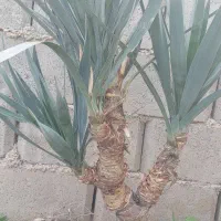 گل وگیاه از نوع یوکا