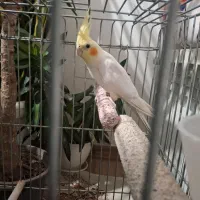 عروس هلندی لوتینو نر