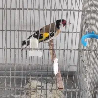 سهره