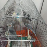 جوجه عروس هلندی