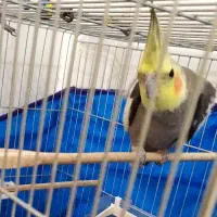 عروس هلندی سخنگو پر حرف