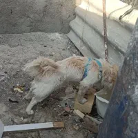 سگ خونگی|سگ|زابل, |دیوار