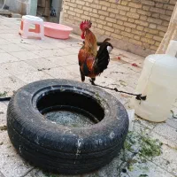 خروس جوان مرغ گیر درجه یک