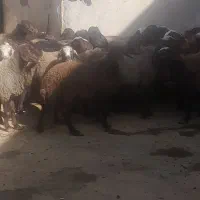 بره نرداشتی