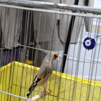 سهره سقا نر