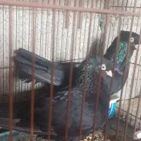 کبوتر ابادانی