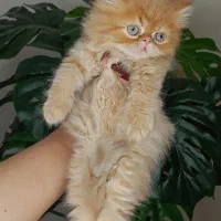 گربه پرشین اگزوتیک گارفیلدی/بریتیش/هیمالین