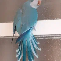 طوطی راهب آبی